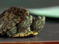 Turtles-20070208-Two-Headed Turtle on the Late Show.jpg