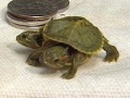 Turtles-20080822 IN Two-headed turtle discovered by eighth-graders.jpg