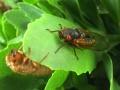 2007-05-26@14-31 Cicada They're coming!.jpg