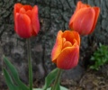 2007-04-29@00-27 Tulips.jpg