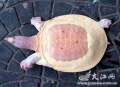 Turtles-20071102-Chinese albino tortoise.jpg