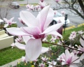 2004-04-15@23-15 Blossom.jpg