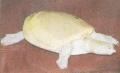 Turtles-20071020-Drunken fisherman finds albino turtle.jpg