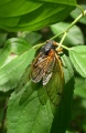 2007-06-06@17-15 Cicada hindwings.jpg