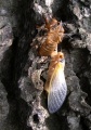 2007-06-06@23-07 Cicada Freshly molted.jpg